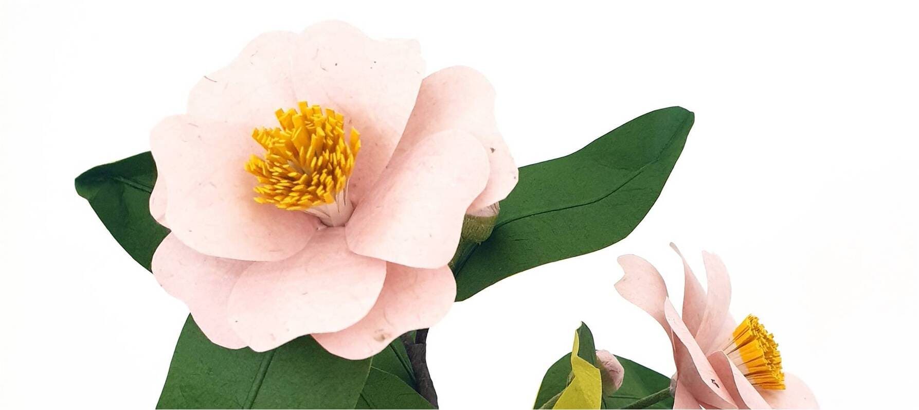 photo tuto camelia japonica